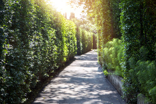 istock walking way in forest garden 891974694