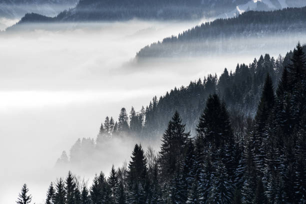 霧に包まれた常緑の針葉樹のシルエットと横になっている谷霧の低中で森林に覆われた山の斜面。アルプス、ババリア、ドイツの風光明媚な雪に覆われた冬の風景。 - cloudscape cloud sky frost ストックフォトと画像
