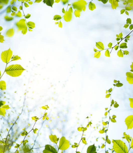 Spring Frame Spring frame with fresh green leaves. beech tree photos stock pictures, royalty-free photos & images