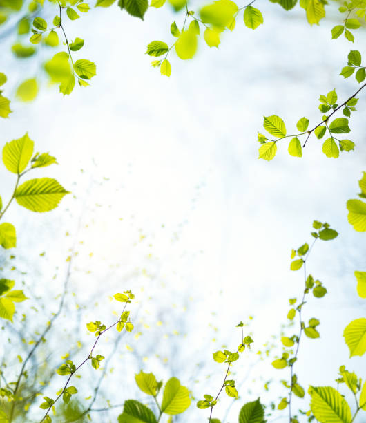 rama sprężynowa - branch leaf tree environment zdjęcia i obrazy z banku zdjęć