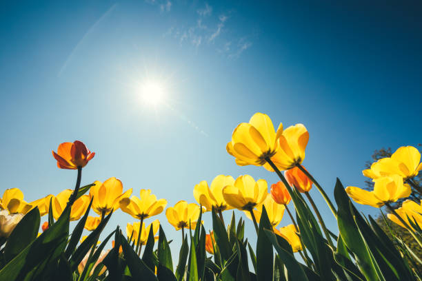 fiori di tulipano giallo - spring tulip field flower foto e immagini stock