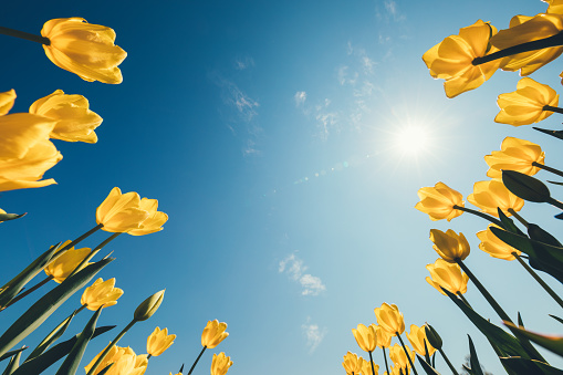 Easter background with yellow tulips. Low angle view.