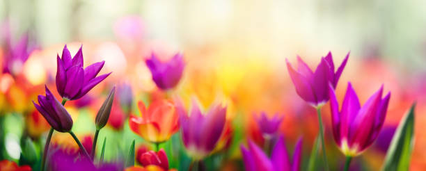 champ de tulipes colorées - orange purple beauty in nature beautiful photos et images de collection