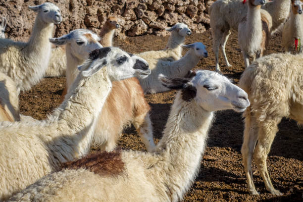 istock Lamas herd in Bolivia 891996462