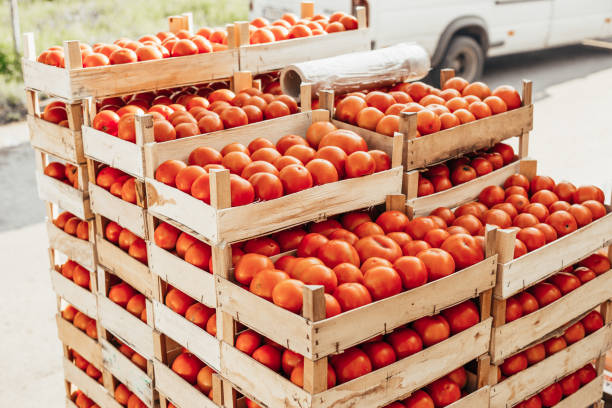 istock Crates Of Tomato. Packing products for export. 891996694