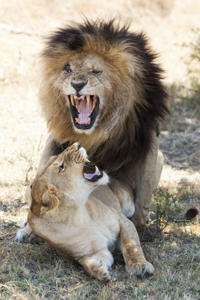 istock Lions mating in the Masai Mara 891997506