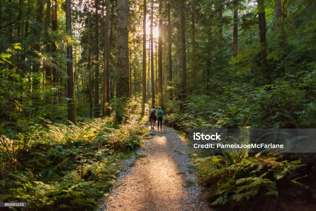 Man and Woman Hikers Admiring Sunbeams Streaming Through Trees Mature father and teenaged daughter hiking through forest on Mt. Seymour Provincial Park, North Vancouver, British Columbia, Canada

 Forest Stock Photo