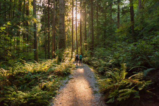 Man and Woman Hikers Admiring Sunbeams Streaming Through Trees stock photo