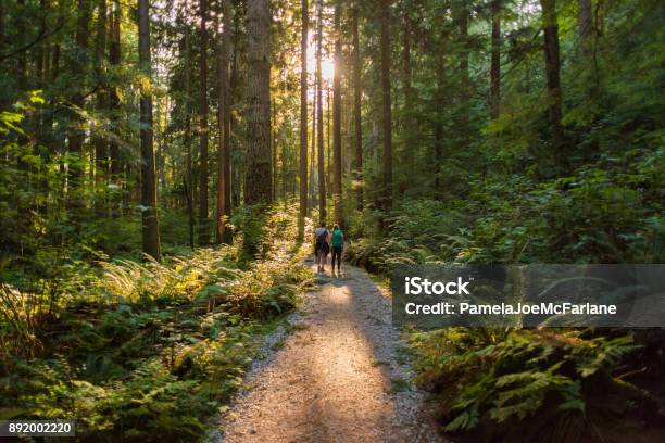 Man And Woman Hikers Admiring Sunbeams Streaming Through Trees Stock Photo - Download Image Now