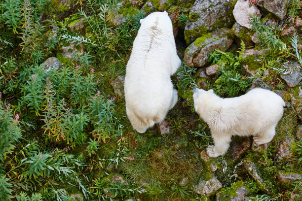 eisbär mit seinem cub. tierwelt tier hintergrund. - polar bear young animal isolated cub stock-fotos und bilder