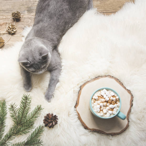 istock Christmas card. Cup of coffee, british cat. Rest at home. Top view. Copy space. Matte image. 892009970
