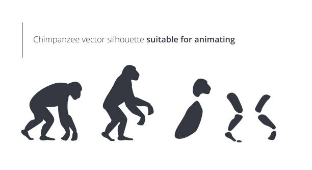 ilustraciones, imágenes clip art, dibujos animados e iconos de stock de partes del cuerpo de chimpancé para animar - animating