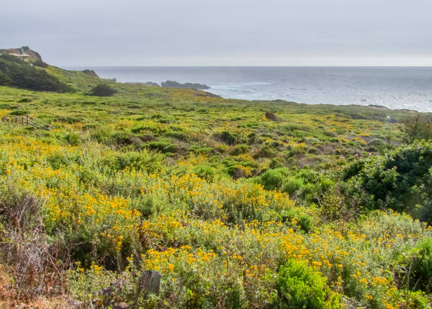 istock idyllic coastal scenery in California 892013298