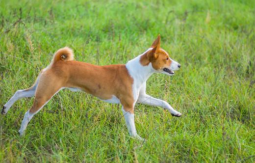 Young basenji dog running in an autumnal field