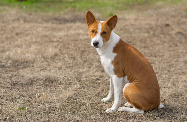 Perro basenji maduro sentado en el suelo en primavera caliente - foto de stock