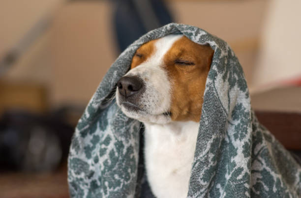 Indoor portrait of royal basenji dog meditating under coverlet - fotografia de stock