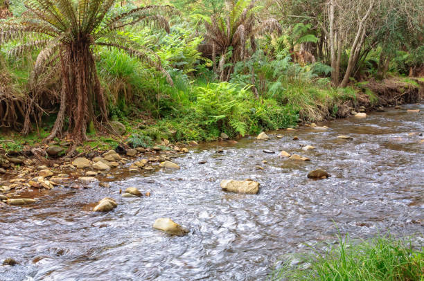 istock Ovens River - Harrietville 892021474