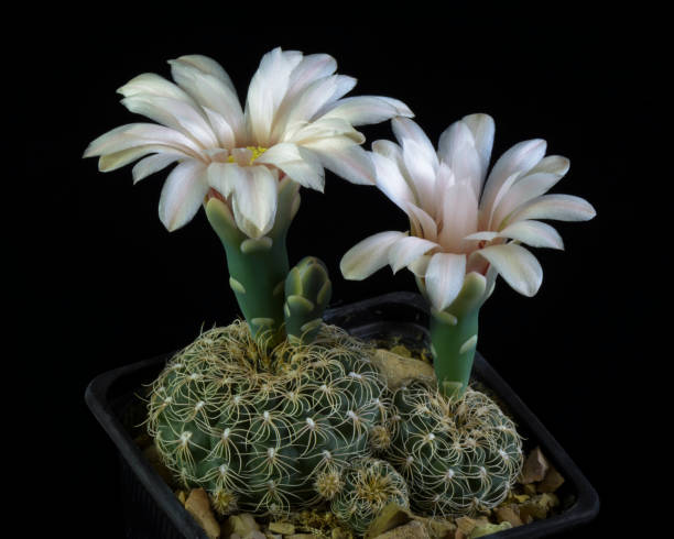 サボテン「ギムノカリキウム calochlorum - cactus spine ストックフォトと画像