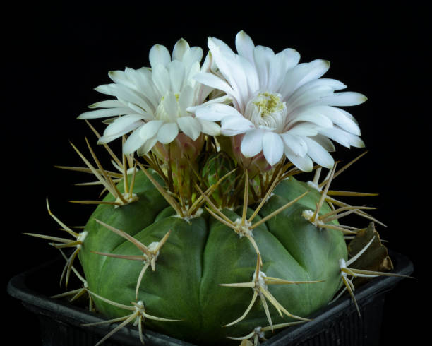 cactus gymnocalycium eurypleurum - cactus spine fotografías e imágenes de stock