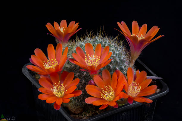cactus rebutia spegazini - cactus spine fotografías e imágenes de stock