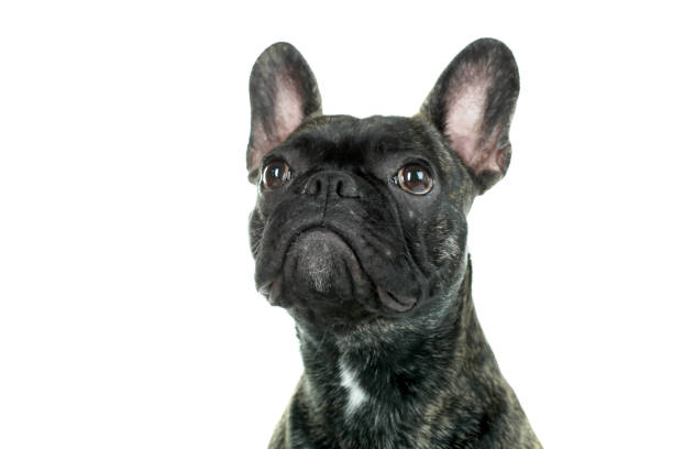 istock black French Bulldog isolated 892024730