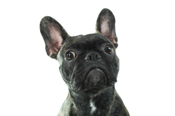 istock black French Bulldog isolated 892024812