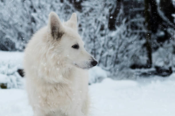 istock White Dog in the Snow 892025932