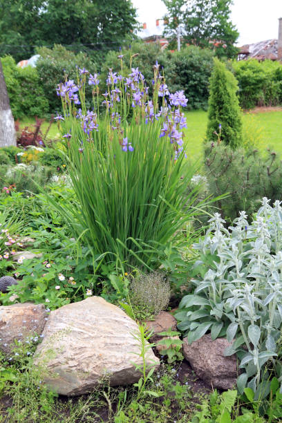 istock decorative flowerses on town lawn 892028292