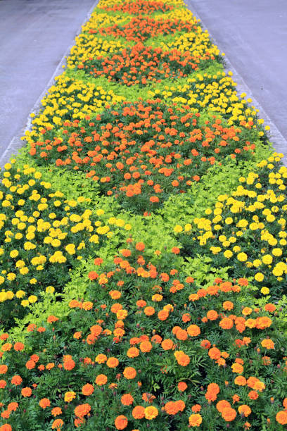 istock lawn in town park 892028520