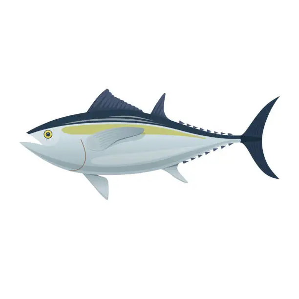 Vector illustration of Sea fish. Colorful fish of sea tuna. Fish, eating, menu