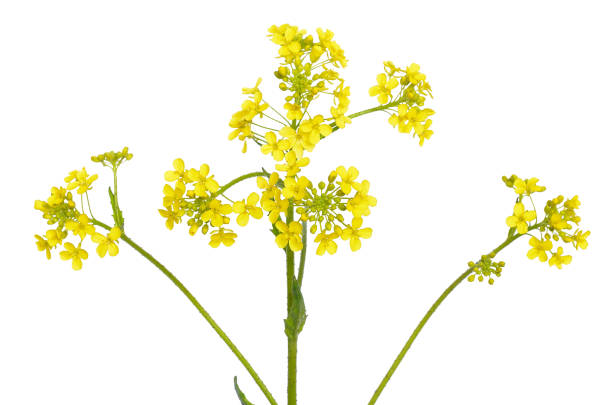 istock Barbarea vulgaris flower 892028828