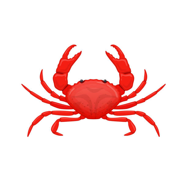 Crab Vector Art Graphics Freevector Com