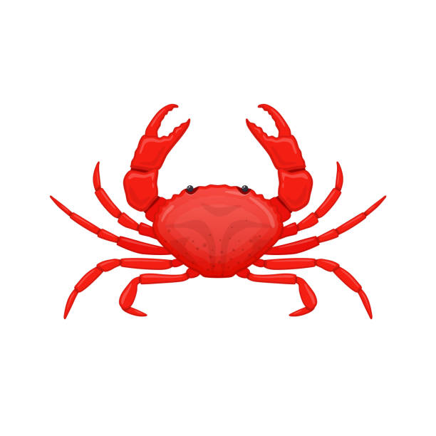 Red sea crab . Species crustacean lobsters of seas and oceans Red sea crab with claws diluted in the direction. Species of crustacean lobsters of the seas and oceans. Object, product, for a restaurant, seafood for cooking, fishing. Vector flat illustration. crab stock illustrations