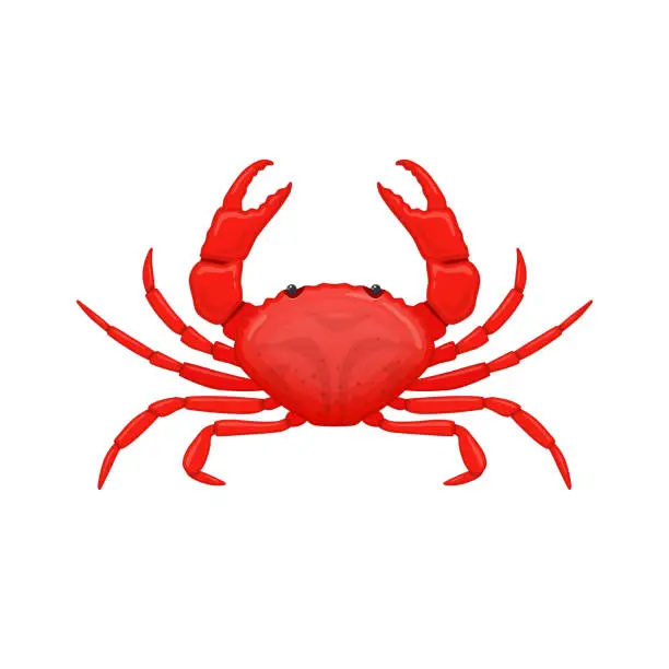 Vector illustration of Red sea crab . Species crustacean lobsters of seas and oceans