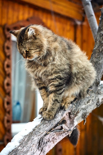 istock Fluffy purebred siberian cat on tree look down 892028992