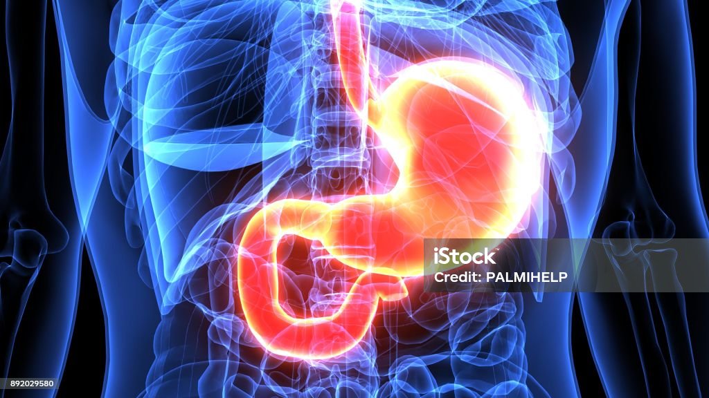 3d Illustration Of Human Body Stomach Anatomy Stock Photo Biology Diagrams