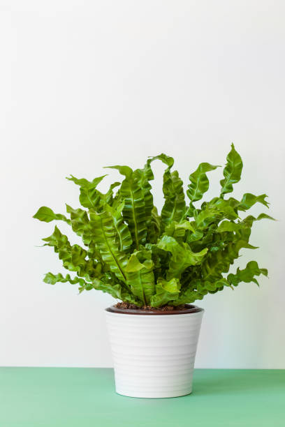 istock houseplant Asplenium nidus in white pot 892035580