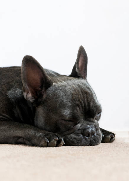 istock sleeping french bulldog 892039580