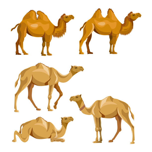Collection of vector camels Collection of vector camels isolated on a white background. Bactrian and dromedary. dromedary camel stock illustrations