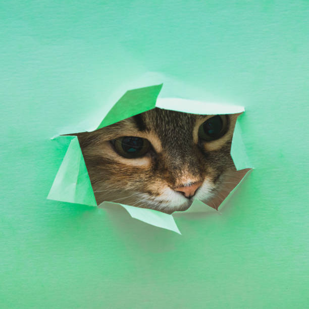 cat peeking out of a torn hole