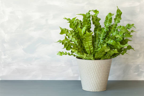 houseplant Asplenium nidus in flowerpot