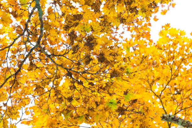 istock Yellow autumn leaves tree branch on white sky 892042710