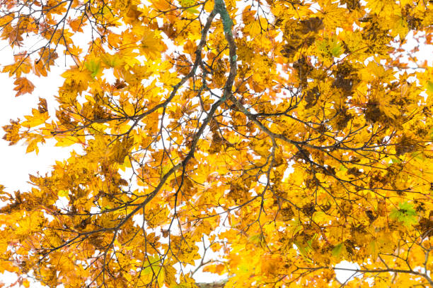 istock Yellow autumn leaves tree branch on white sky 892042724
