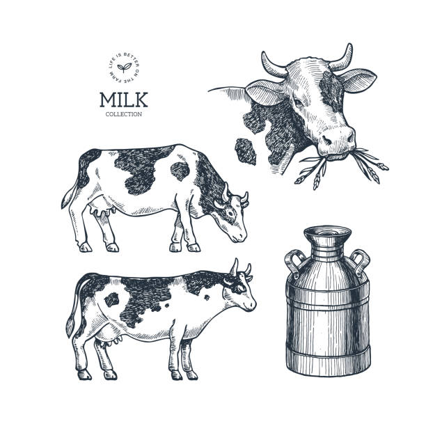 Milk farm collection. Cow engraved illustration. Vintage husbandry. Vector illustration Vector illustration cow drawings stock illustrations