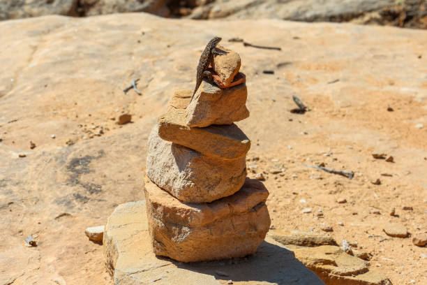 istock Salamander on rocks in Needles District, Canyonlands 892046514