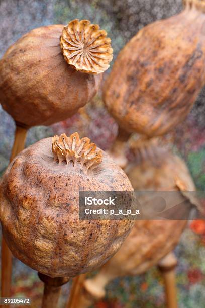 Papavero - Fotografie stock e altre immagini di Bellezza naturale - Bellezza naturale, Botanica, Colore descrittivo