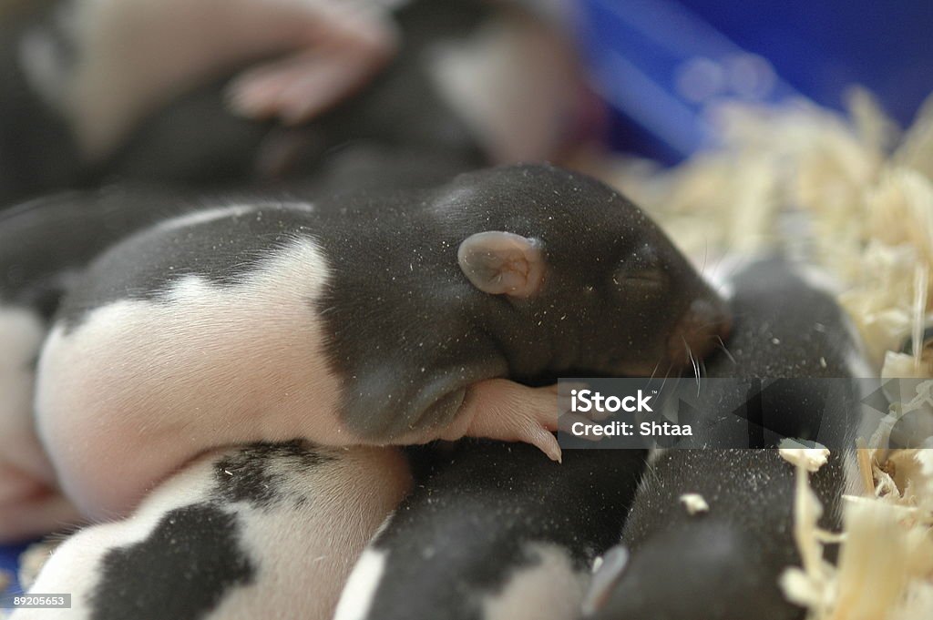 Neugeborenes rats - Lizenzfrei Farbbild Stock-Foto