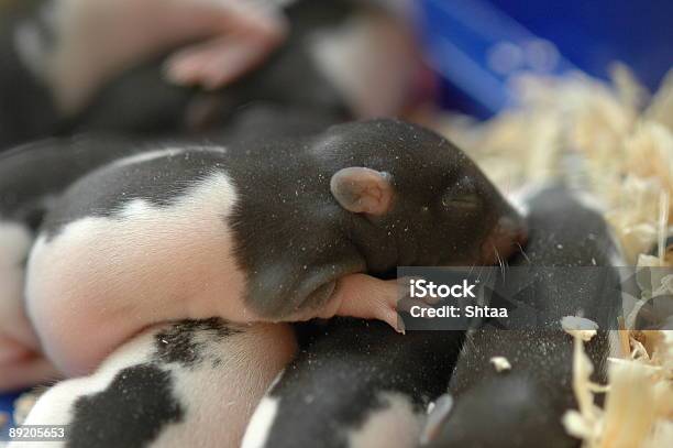 Ratti Appena - Fotografie stock e altre immagini di Animale - Animale, Animale appena nato, Animale da compagnia