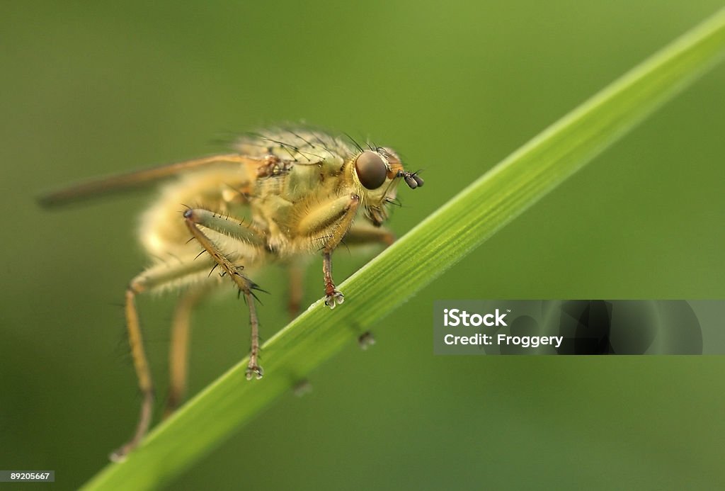 Mosca - Royalty-free Dourado - Cores Foto de stock