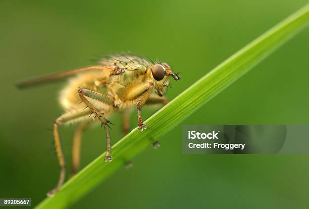 Mosca - Fotografias de stock e mais imagens de Dourado - Cores - Dourado - Cores, Tavão, Animal